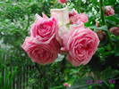 Trandafir roz batut
