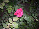 DSCI0030