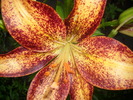 DSCI0964