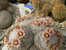 mammillaria_lasiacantha_ssp.denudata_3