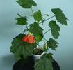 abutilon caramiziu