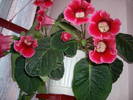 Gloxinie rosie simpla