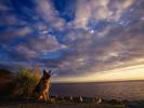 Dogs Wallpaper_ Poze cu Catei 42