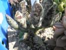 Adromischus festivus