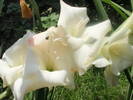 gladiola alba