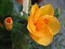 Hibiscus galben1