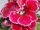 Gloxinie rosie creata