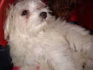 Bichon Havanese