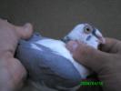 mascul