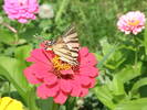 Picture 016