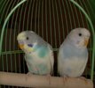 poza papagali