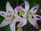 Lilium Lollypop