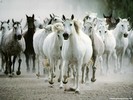 horses06_1024x768