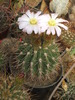 Acanthocalycium hb,