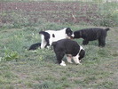 poze 04.05.2009 172