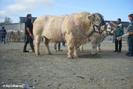 grand-prix-d-honneur-charolais-a-v