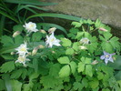 Caldaruse(Aquilegia)