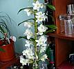 Dendrobium Nobile StarClass