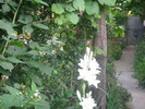 DSCI0655