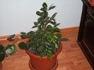 ficus benjamin