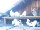 Picture 037