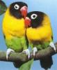 35_maskedlovebird-full