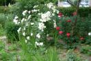 gradina 2008 045