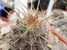 Parodia maasi
