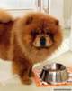 chow-chow05