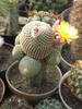 Reicherocactus pseudoreicheanus