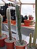 Trichocereus