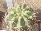 Lobivia crasicaulis