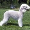 bedlington-terrier-001