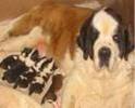 Saint Bernard puppy