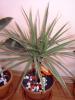 Dracaena 3