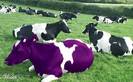 purple-cow