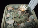 Turbinicarpus polaski