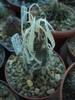 Tephocactus papyracanthus