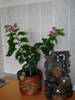 BOUGAINVILLEA,din nou cu flori!!!