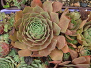 DSC01681