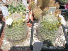 Mammillaria zeilmanniana - 18.06