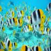 School%20of%20Tropical%20Fish,%20Tahiti