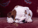 PUP18RK005102