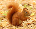 512px-Red_Squirrel_-_Lazienki