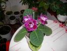 Gloxinie mov dublu