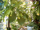 datura incepe spectacolul