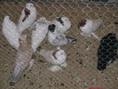 Picture 081