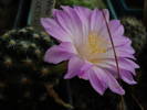 Mammillaria roczeki