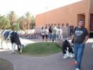 279 Israel - in drum spre Timna Park