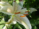 Lilium Muscadette(oriental)